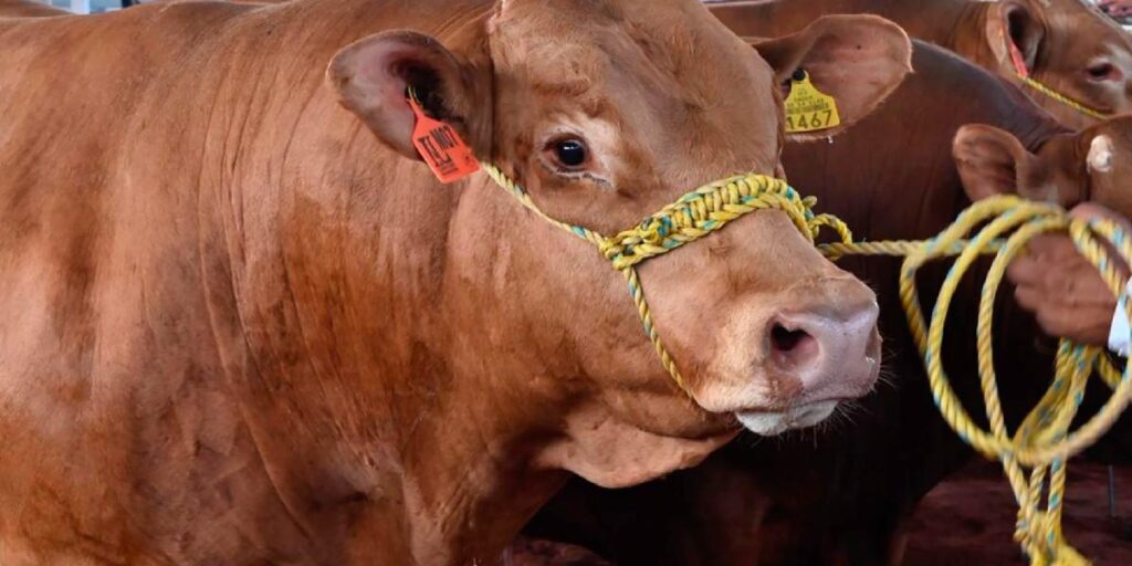El aumento del 23% en las exportaciones de carne de vacuno refleja la estrategia de México ante desafíos agrícolas.