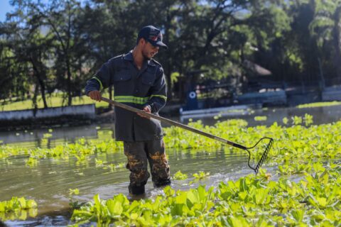 Las descargas de aguas negras están provocando una plaga de lirios en la presa La Boca, generando alarmas entre los residentes.